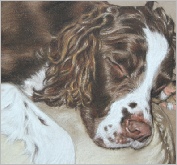 Toby sleeping