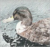 Young mallard