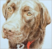 Jess choc lab