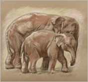 Elephants