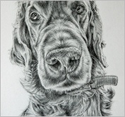 Stanford Irish Setter