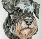 Lulu mini schnauzer