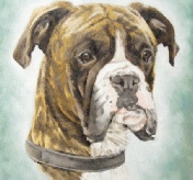 Boxer - oil paint