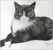 Harry cat