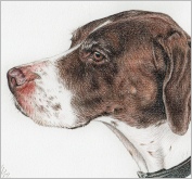 Alice English Pointer