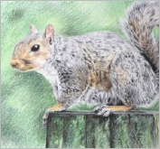 Squirrel - coloured pencil