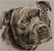 Staffy