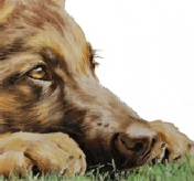 GSD pup