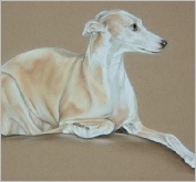 Sally whippet