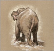 Baby Elephant