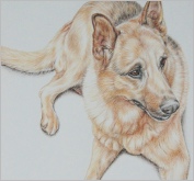 German Shepherd Max