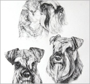 Three Schnauzers