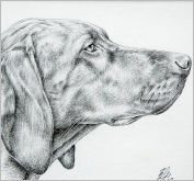Cricket - pencil
