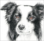 Floss