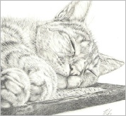 Cats Life - pencil