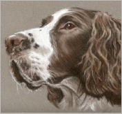 Toby Springer - pastel