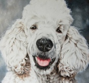 Standard Poodle Tommy