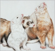 Ferrets
