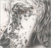 English Setter Danae