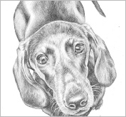 Dexter - pencil
