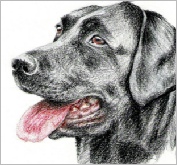 Jed