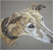 Molly greyhound