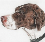 Coloured Pencil