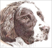 Toby Springer - coloured pencil