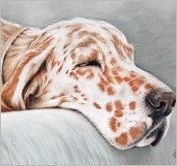 English Setter Banjo
