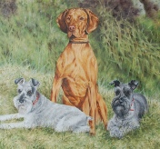 Vizsla & Two Schnauzers