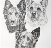 German Shepherds