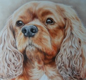 CKC Charlie