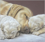 Molly & pups - pastel