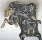 Two Rottweilers
