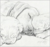 Molly & Pups - pencil