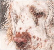 Clumber Spaniel Percy