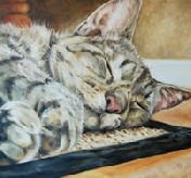 It's a cat's life